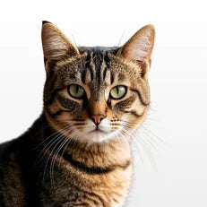 Cats Banner Image
