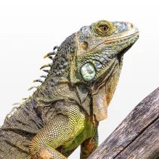 Reptile Banner Image